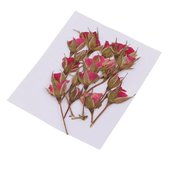 20Pcs Pritisnete Posušene Cvetove Rastlin Herbarij DIY Ročno Umetnost Obrti Scrapbooking