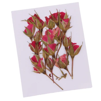 20Pcs Pritisnete Posušene Cvetove Rastlin Herbarij DIY Ročno Umetnost Obrti Scrapbooking Slike 2